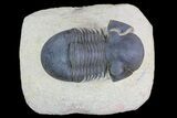 Paralejurus Trilobite Fossil - Foum Zguid, Morocco #75477-2